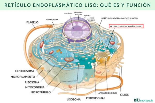 Retículo endoplasmático liso: qué es, función, estructura y diferencia con el rugoso