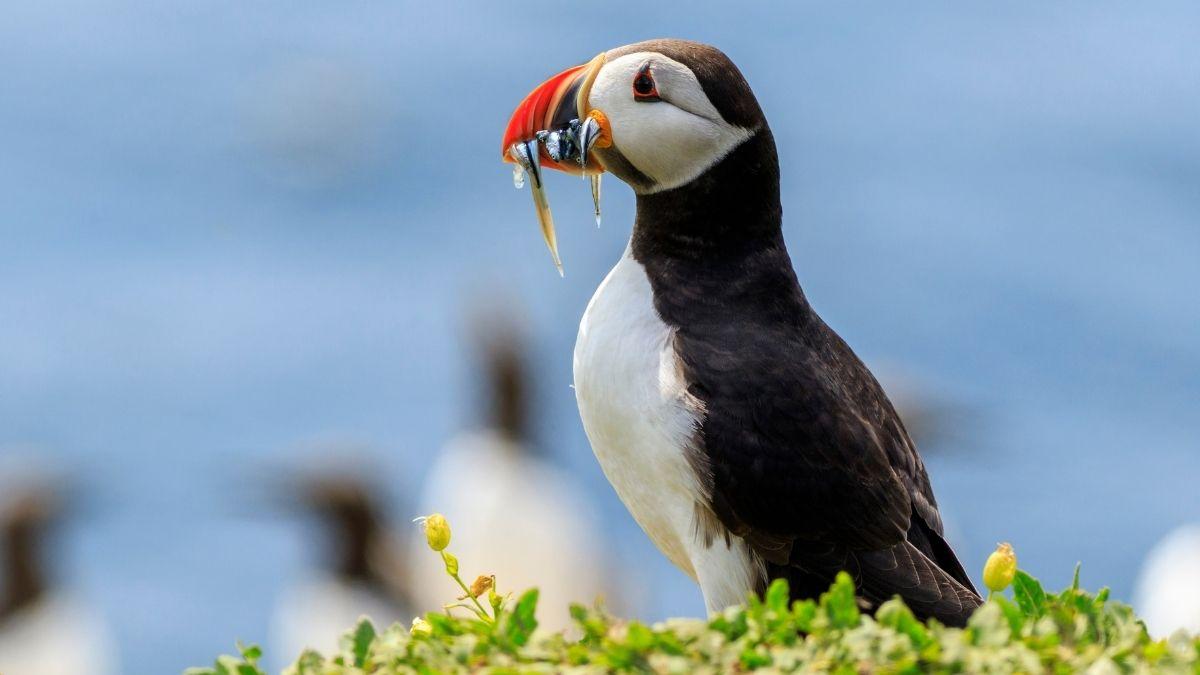 Cerca de un millar de frailecillos son víctimas de las borrascas en el Cantábrico