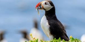 Cerca de un millar de frailecillos son víctimas de las borrascas en el Cantábrico
