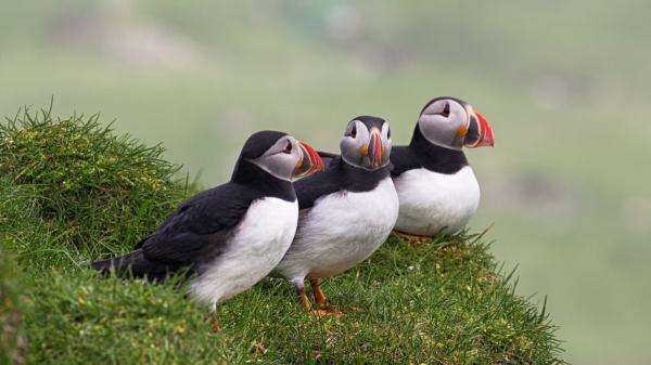 Cerca de un millar de frailecillos son víctimas de las borrascas en el Cantábrico - Cifras que llaman la atención