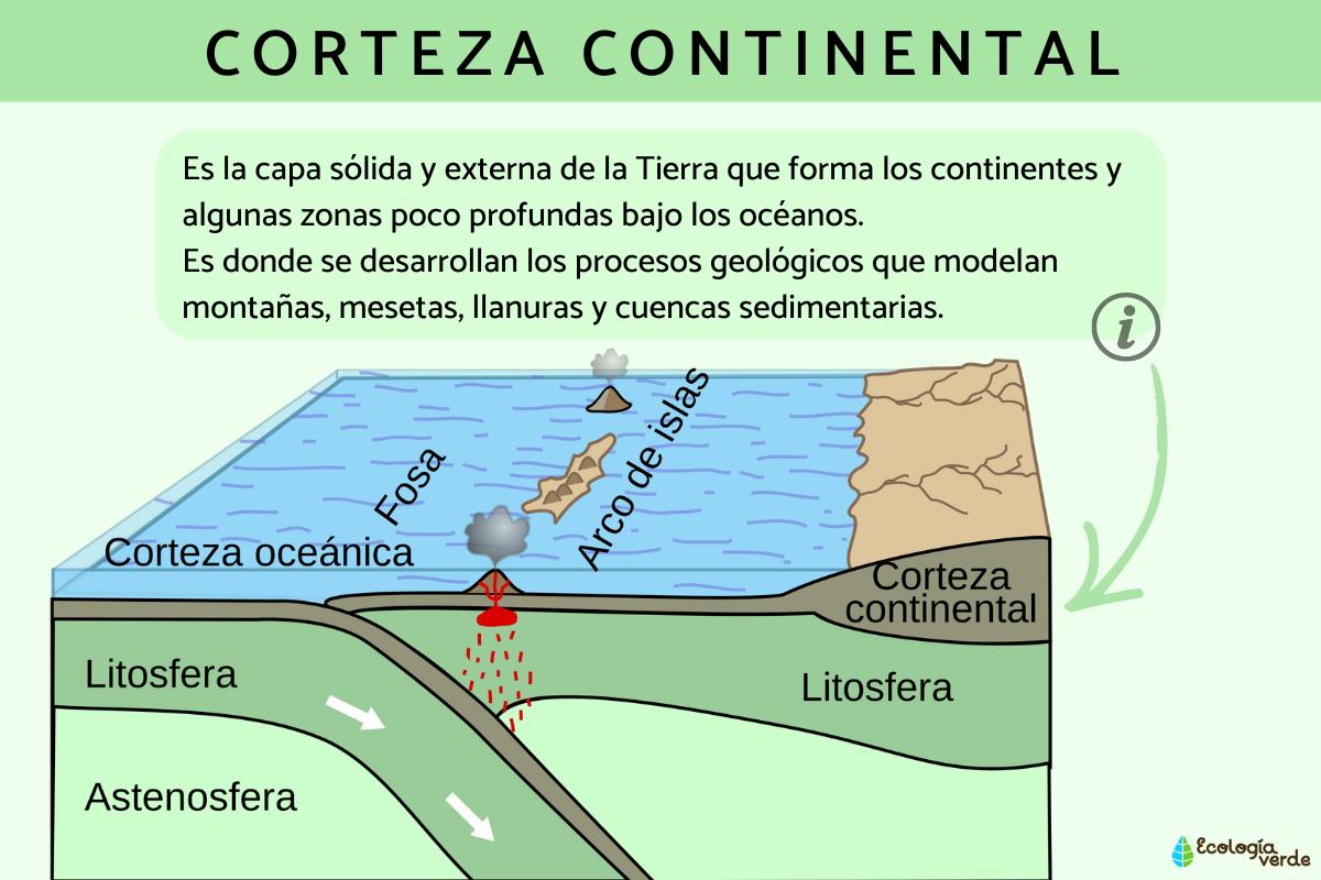 Corteza continental: qué es, características, composición y formación