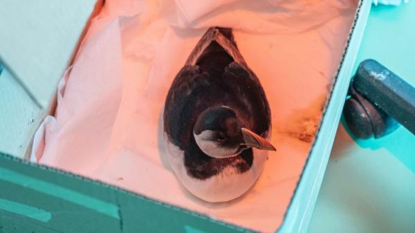 Cerca de un millar de frailecillos son víctimas de las borrascas en el Cantábrico - El frailecillo, una víctima vulnerable