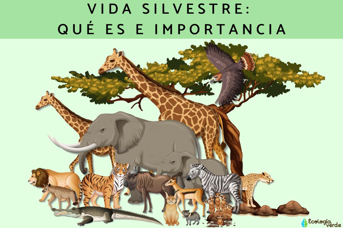 Vida silvestre: qué es e importancia