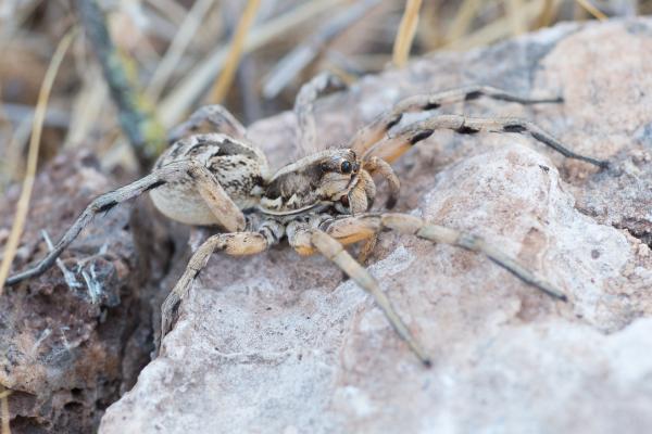 Depredadores de la procesionaria - Araña lobo (Lycosidae)