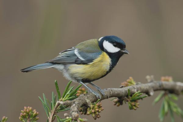 Depredadores de la procesionaria - Carbonero común (Parus major)