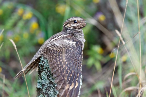 Depredadores de la procesionaria - Chotacabras europeo (Caprimulgus europaeus)