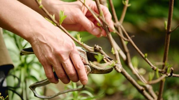 Las plantas que debes podar en abril en España para tener un jardín más bonito (y cómo hacerlo bien) - Cómo podar en abril sin dañar tus plantas para que crezcan bien en primavera