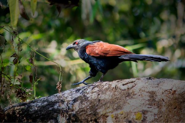 Depredadores de la procesionaria - Coucal chino (Centropus sinensis)