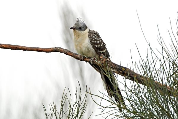 Depredadores de la procesionaria - Críalo europeo (Clamator glandarius)