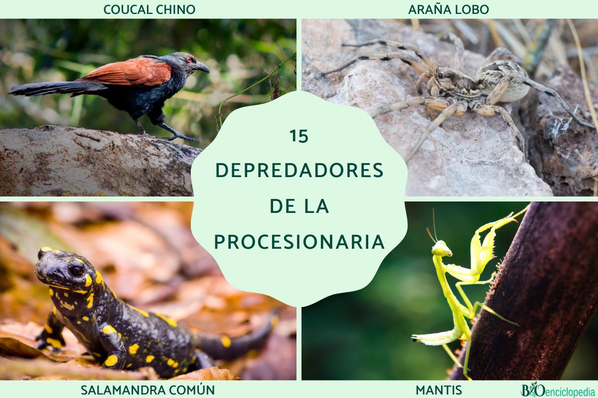Depredadores de la procesionaria