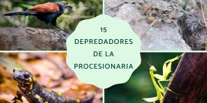Depredadores de la procesionaria