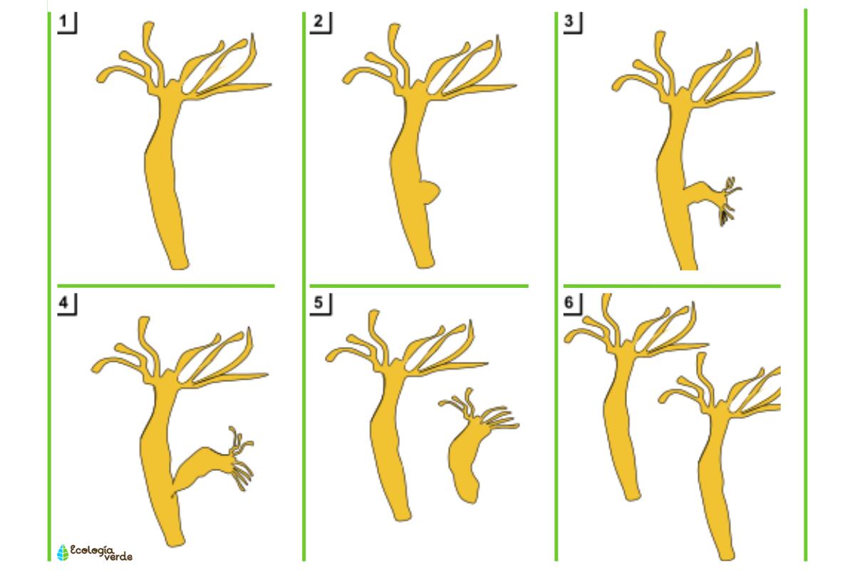 Gemación: qué es y ejemplos