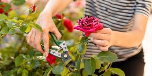 Las plantas que debes podar en abril en España para tener un jardín más bonito (y cómo hacerlo bien)