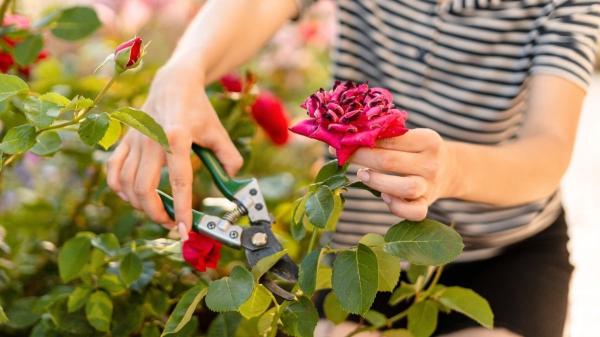 Las plantas que debes podar en abril en España para tener un jardín más bonito (y cómo hacerlo bien)