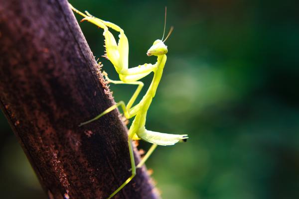 Depredadores de la procesionaria - Mantis (Mantis religiosa)