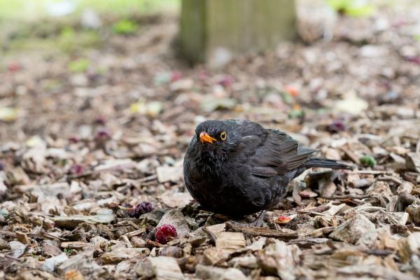 Depredadores de la procesionaria - Mirlo común (Turdus merula)