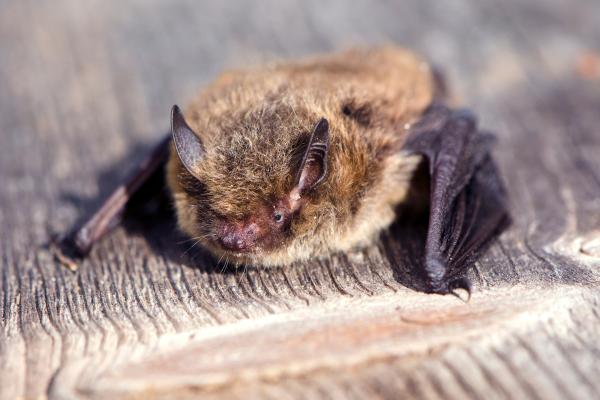 Depredadores de la procesionaria - Murciélago común (Pipistrellus pipistrellus)