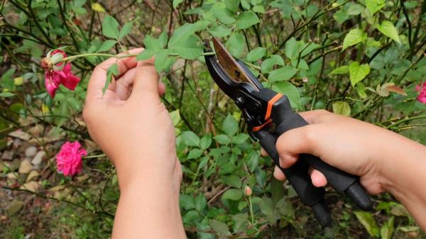 Las plantas que debes podar en abril en España para tener un jardín más bonito (y cómo hacerlo bien) - ¿Qué plantas conviene podar en abril en España?