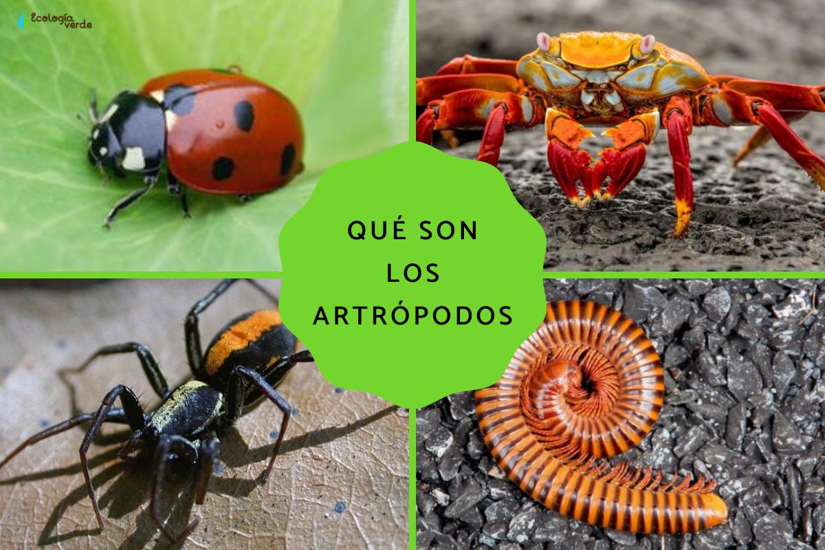 Qué son los artrópodos: características, clasificación y ejemplos