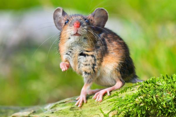 Depredadores de la procesionaria - Ratón de campo (Apodemus sylvaticus)
