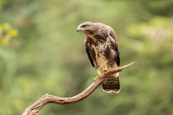 Depredadores de la procesionaria - Ratonero común (Buteo buteo)