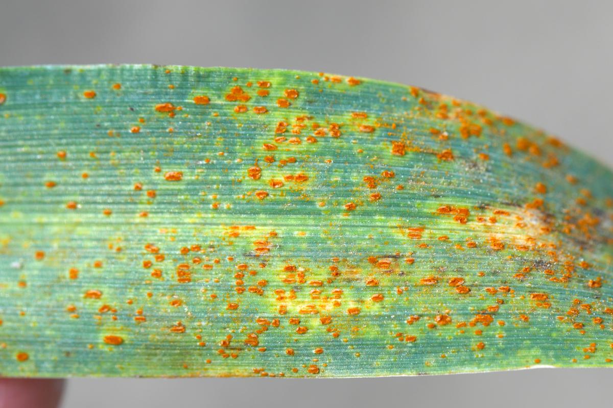 Roya en plantas: qué es, síntomas, tratamiento y remedios caseros