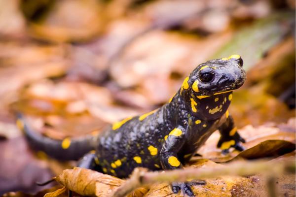 Depredadores de la procesionaria - Salamandra común (Salamandra salamandra)