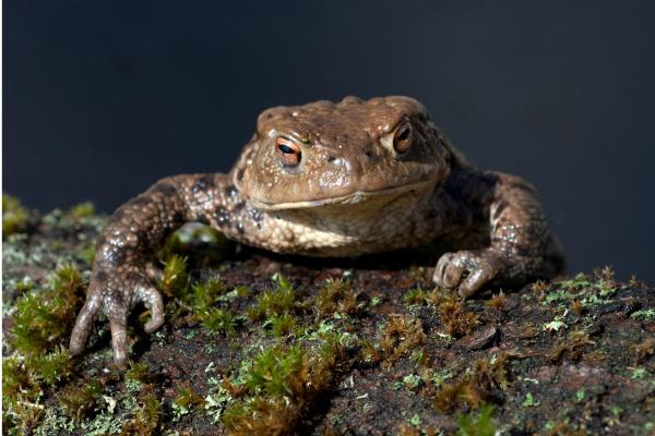Depredadores de la procesionaria - Sapo común (Bufo bufo)