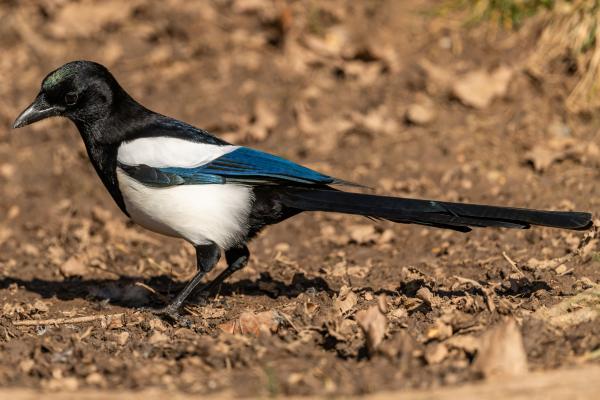 Depredadores de la procesionaria - Urraca euroasiática (Pica pica)