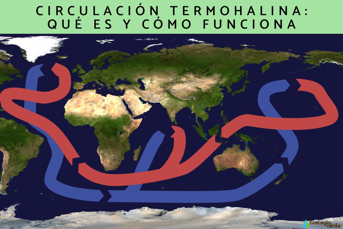 Circulación termohalina: qué es y cómo funciona
