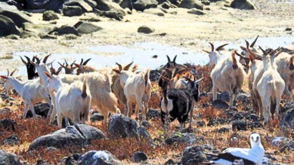 La comunidad científica sigue sin explicárselo: estas cabras llevan 300 años viviendo en una isla sin agua dulce - Cómo acabaron estas cabras en una isla sin agua dulce