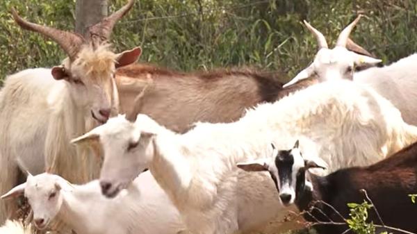La comunidad científica sigue sin explicárselo: estas cabras llevan 300 años viviendo en una isla sin agua dulce - El motivo por el que tuvieron que sacar las cabras de la isla