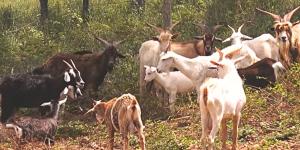 La comunidad científica sigue sin explicárselo: estas cabras llevan 300 años viviendo en una isla sin agua dulce