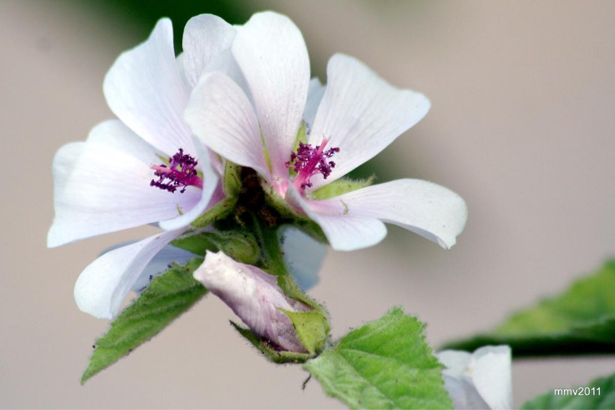 Malvavisco: propiedades, beneficios y contraindicaciones