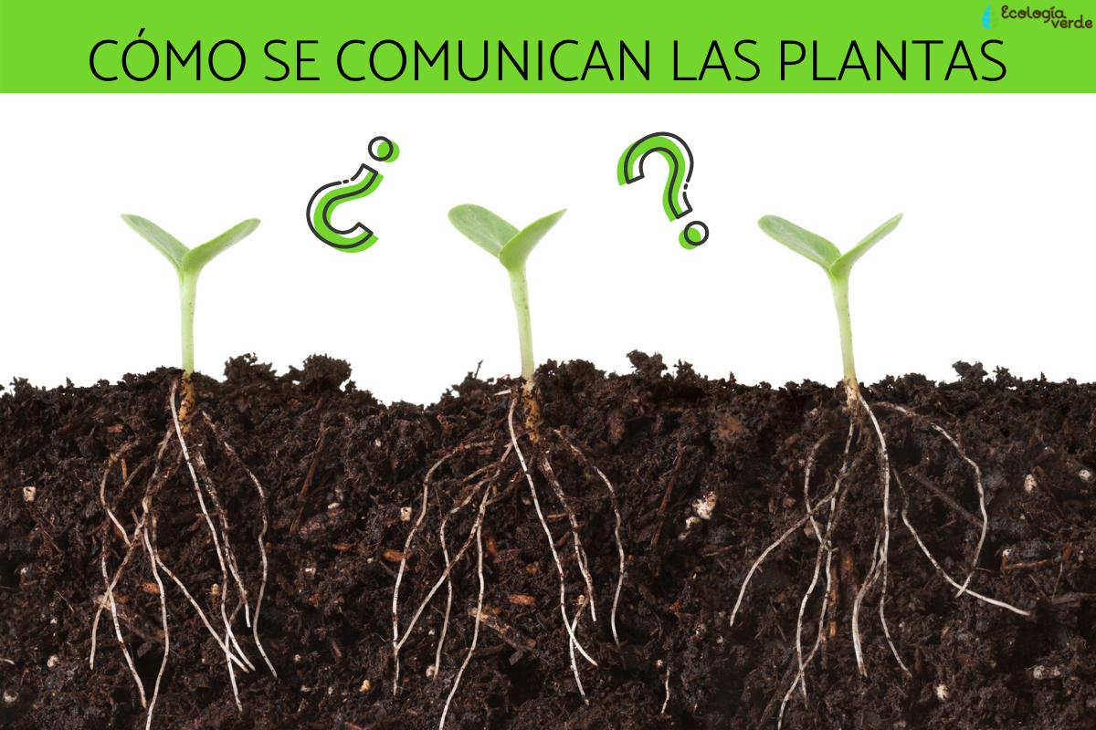 Cómo se comunican las plantas