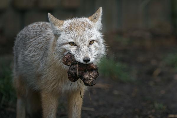 Zorro corsac o Vulpes corsac - Alimentación del zorro corsac