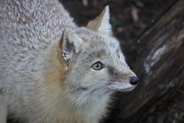 Zorro corsac o Vulpes corsac - Amenazas y conservación del zorro corsac