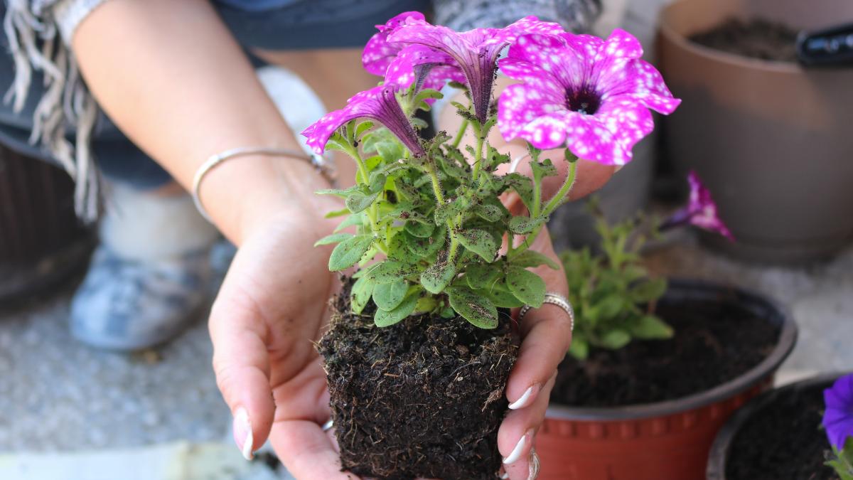 Antes de trasplantar una planta en verano, espera a que ocurra esto: muchos lo hacen demasiado pronto