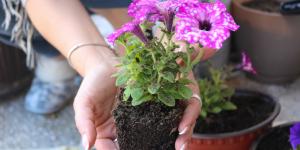 Antes de trasplantar una planta en verano, espera a que ocurra esto: muchos lo hacen demasiado pronto