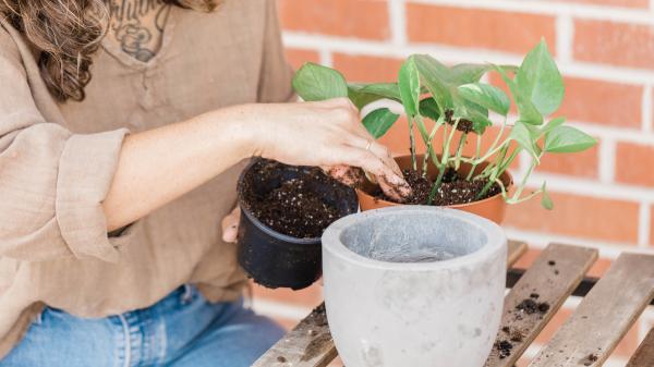 Antes de trasplantar una planta en verano, espera a que ocurra esto: muchos lo hacen demasiado pronto - El motivo por el que trasplantar una planta con mucho calor puede acabar dañándola