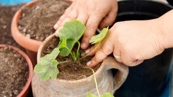 Antes de trasplantar una planta en verano, espera a que ocurra esto: muchos lo hacen demasiado pronto - Esta es la clave para que una planta recién trasplantada no se marchite durante los primeros días