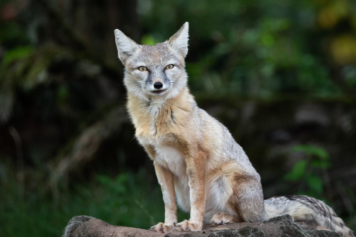 Zorro corsac o Vulpes corsac