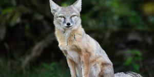 Zorro corsac o Vulpes corsac