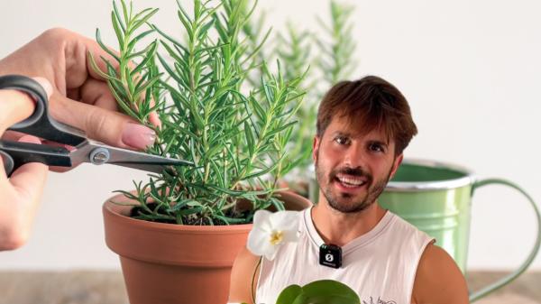 Álvaro Pedrera, experto en plantas: “Después de podar, coge un poco de canela en polvo y aplícala en el corte”