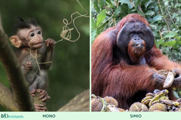Diferencia entre mono y simio - Capacidad cerebral 