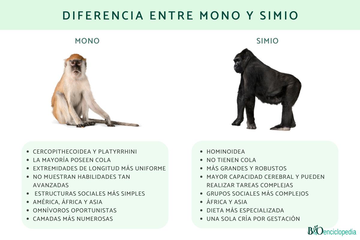 Diferencia entre mono y simio