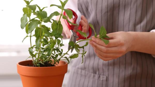 Álvaro Pedrera, experto en plantas: “Después de podar, coge un poco de canela en polvo y aplícala en el corte” - La poda correcta es más importante que cualquier truco casero