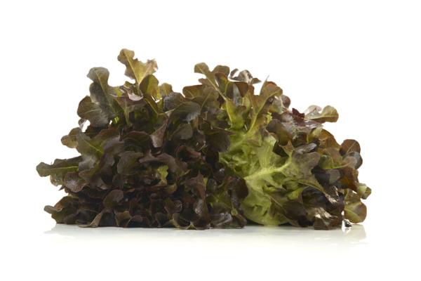 14 tipos de lechugas - Lechuga hoja de roble roja