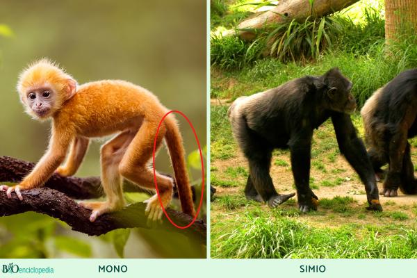 Diferencia entre mono y simio - Presencia o ausencia de cola