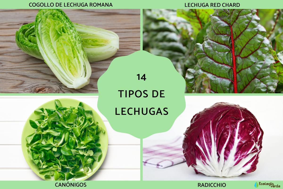 Tipos de lechugas